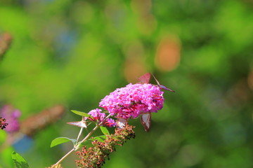 box tree moth butterflies eating nectar on the flowers of a butterfly-bush.  Cydalima perspectalis  is an invasive species destroying boxwood .