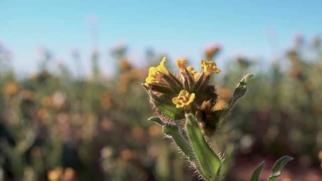 Bladderpod bush, Peritoma arborea, yellow flowers in California Mojave Desert