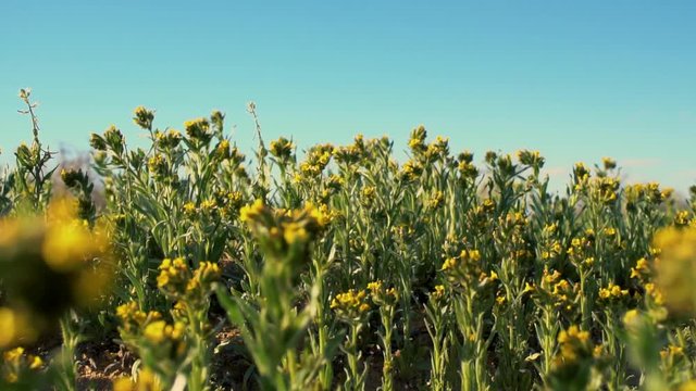 Field of wild yellow Bladderpod spiderflowers in Mojave Desert, spring day