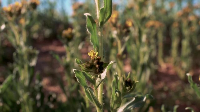 Budding bladderpod yellow wildflowers in California Mojave Desert, Pedastal Up