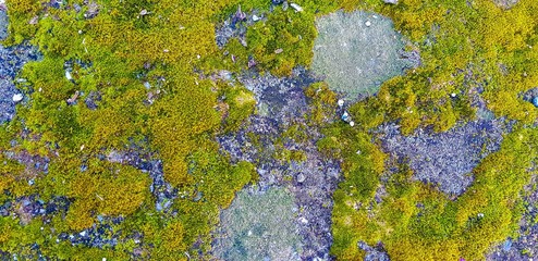 Water moss wall