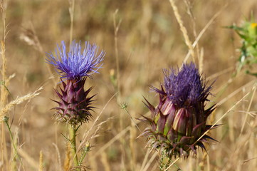 Cardo silvestre
