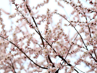 Peach blossom in the garden