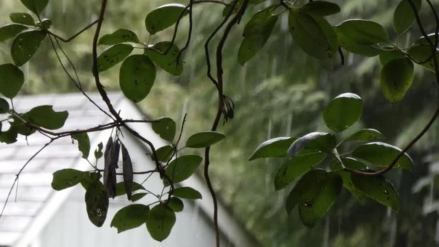 leaves of a madron tree with snow falling on a shed roof behind