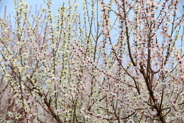 Peach blossom in the garden
