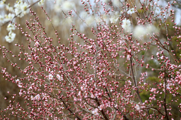 Peach blossom in the garden