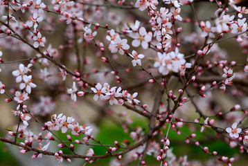Peach blossom in the garden