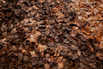 dry tree leaves on park ground as natural background