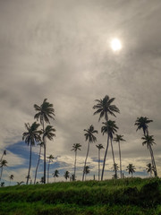 Naklejka premium Coconut Palm trees on white sandy beach in Porto de Galinhas, Pernambuco, Brazil.