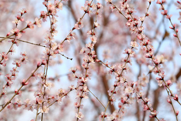 Peach blossom in the garden