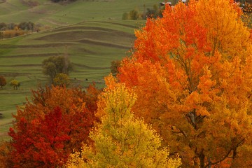 Autumn forest nature. Vivid morning in colorful forest with sun rays through branches of trees.savsat/artvin/TURKEY