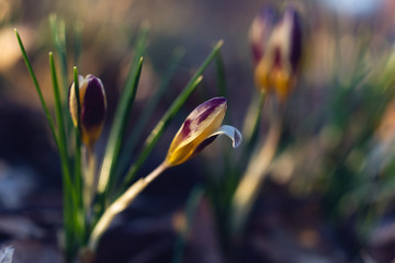 purple and yellow crocus flowers in spring