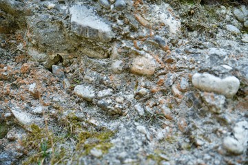 lichen on rock texture