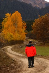 Fototapeta premium man walking on misty autumn forest road .turkey