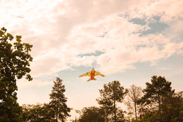 Kite