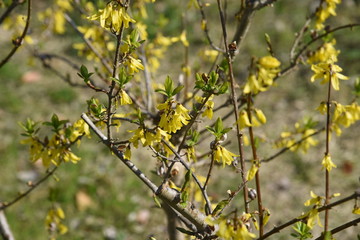 Weeping forsythia