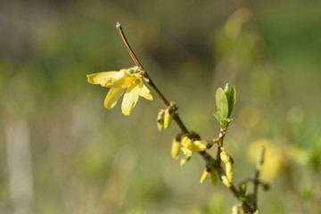 Weeping forsythia