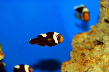 Saddleback Clownfish - (Amphiprion polymnus)
