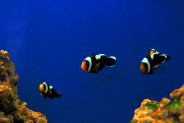 Fototapeta na wymiar Saddleback Clownfish - (Amphiprion polymnus)