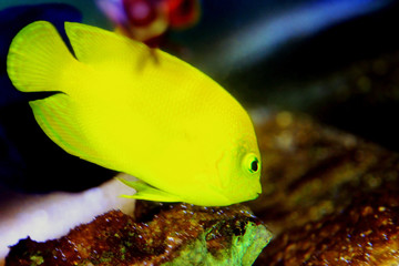 Lemon peel juvenile angelfish in fish aquarium tank