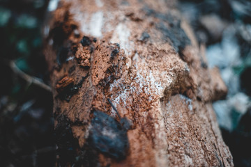 Holz, Textur, Hintergrund, Winter, Löcher, Parasiten, Weiß, Braun, Schlamm 