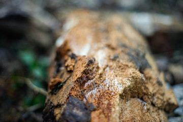 Holz, Textur, Hintergrund, Winter, Löcher, Parasiten, Weiß, Braun, Nass