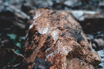 Holz, Textur, Hintergrund, Winter, Löcher, Parasiten, Weiß, Braun, Feucht 