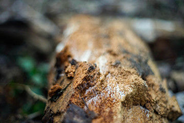 Holz, Textur, Hintergrund, Winter, Löcher, Parasiten, Weiß, Braun, Rau