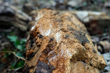 Holz, Textur, Hintergrund, Winter, Löcher, Parasiten, Weiß, Braun, Grün