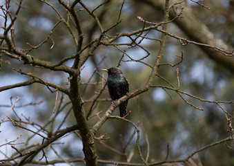 bird on branch,starling, Poland