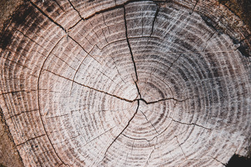 Baum, Textur, Hintergrund, Braun, Alter, ringe, Natur, Winter