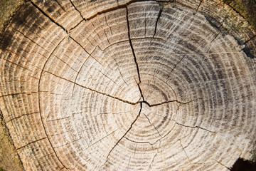 Baum, Textur, Hintergrund, Braun, Alter, ringe, Natur, Risse