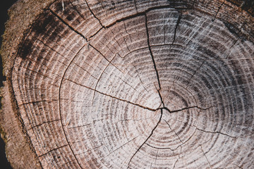 Fototapeta premium Baum, Textur, Hintergrund, Braun, Alter, ringe, Natur, Hell