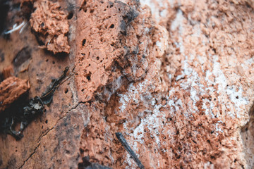 Holz, Textur, Hintergrund, Winter, Löcher, Parasiten, Weiß, Braun, Baumstamm 