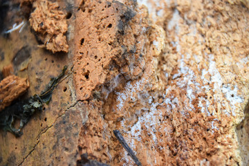 Holz, Textur, Hintergrund, Winter, Löcher, Parasiten, Weiß, Braun