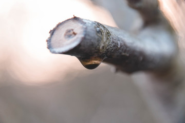 Ast, Wassertropfen, Holz, Kaputt, Natur, Wasser,  Hintergrund