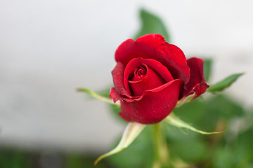 Flor rosa roja fondo blanco