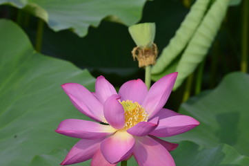 Blooming lotus flowers in the park