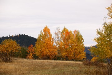 Fototapeta premium Autumn forest nature. Vivid morning in colorful forest with sun rays through branches of trees.savsat/artvin/TURKEY