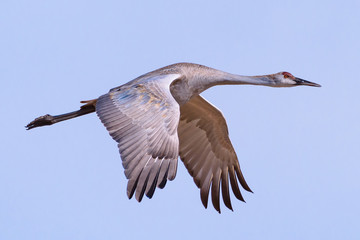 Profile of a Greater Sandhill Crane in Flight Against a Clear Blue Sky