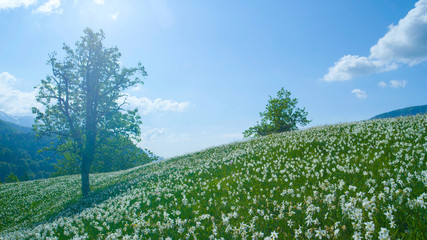 Stunning shot of a picturesque field in the Alps filled with white daffodils.