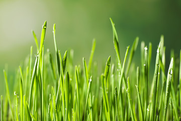 Green wheat grass with dew drops on blurred background, closeup