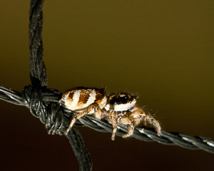 Springspinne