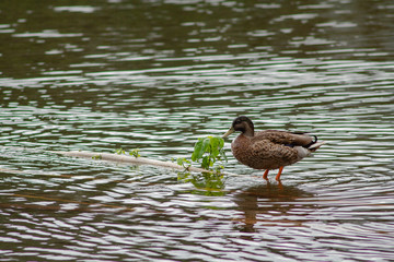 Ducks on the Lake