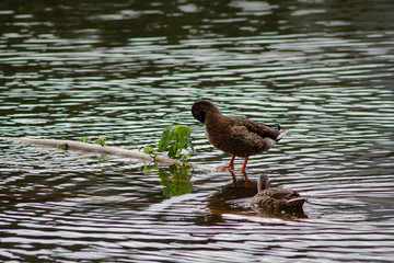 Ducks on the Lake