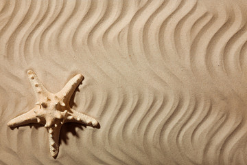 Fototapeta na wymiar Starfish on beach sand, top view. Space for text