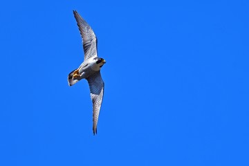 青空バックに悠然と飛ぶハヤブサ