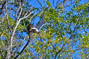 ハヤブサの飛び出しシーン 