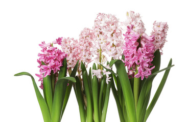 Beautiful spring hyacinth flowers isolated on white