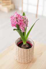 Beautiful hyacinth in wicker pot on wooden  table indoors. Spring flower